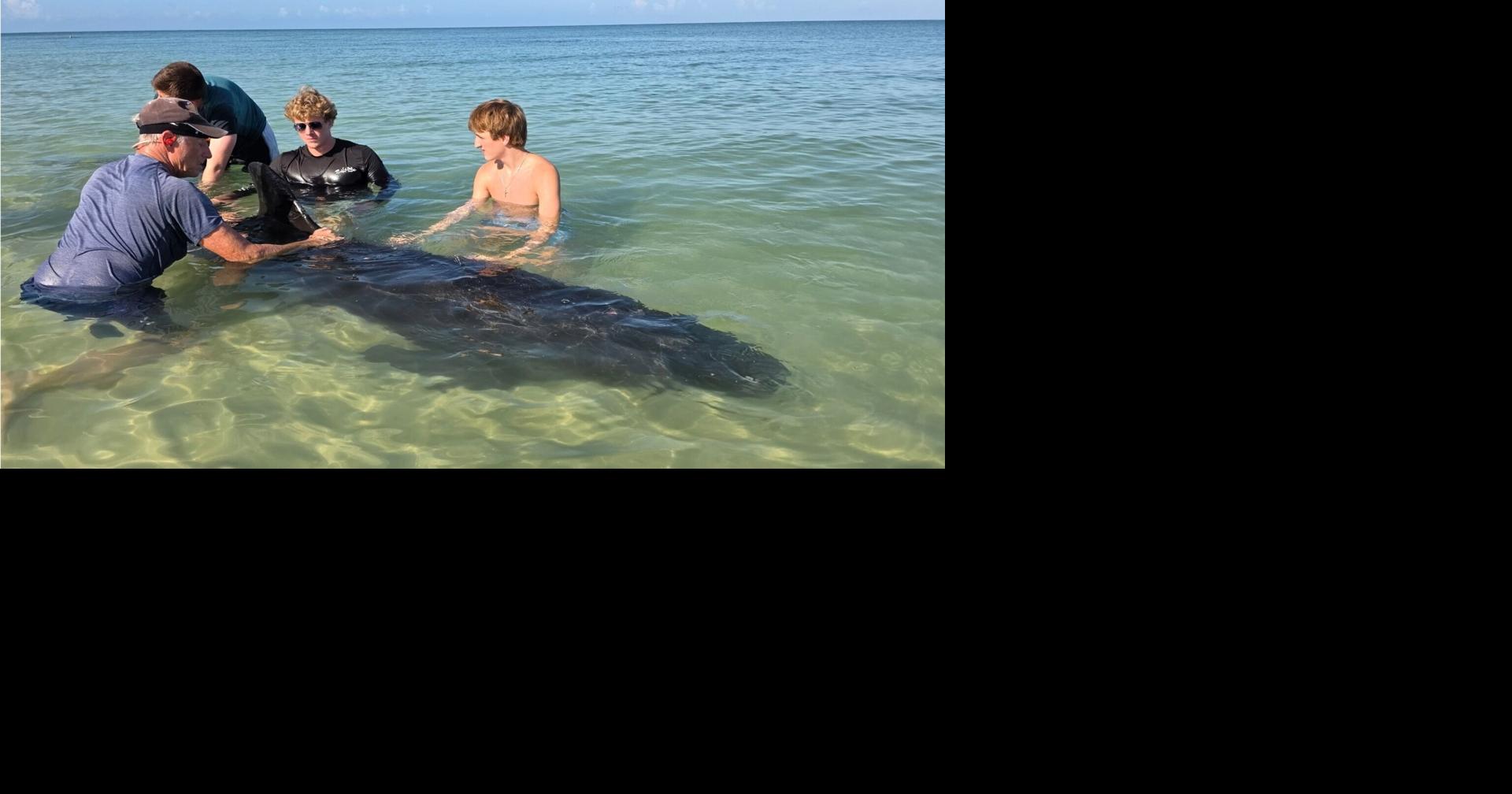 Stranded whale species found on Naples Beach
