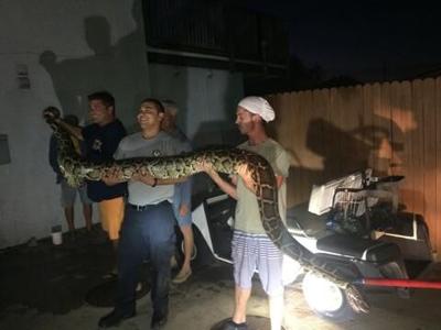 human body found in snake