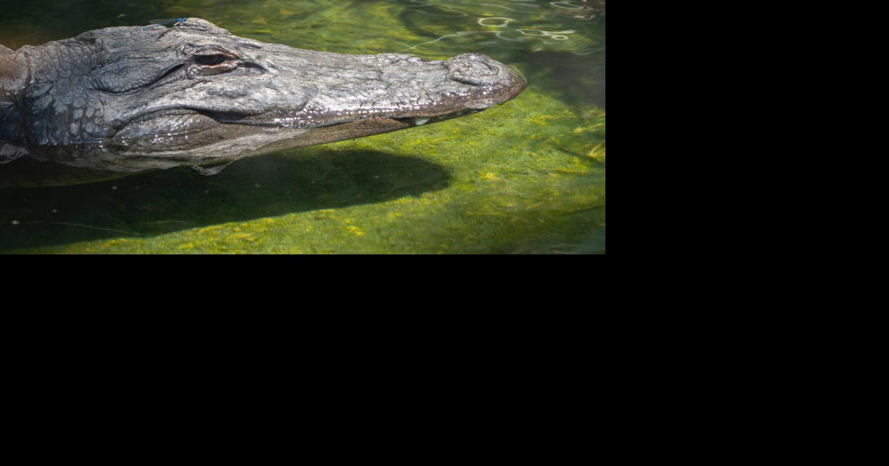 10-foot-long alligator relocated after sunbathing on Boca Grande beach