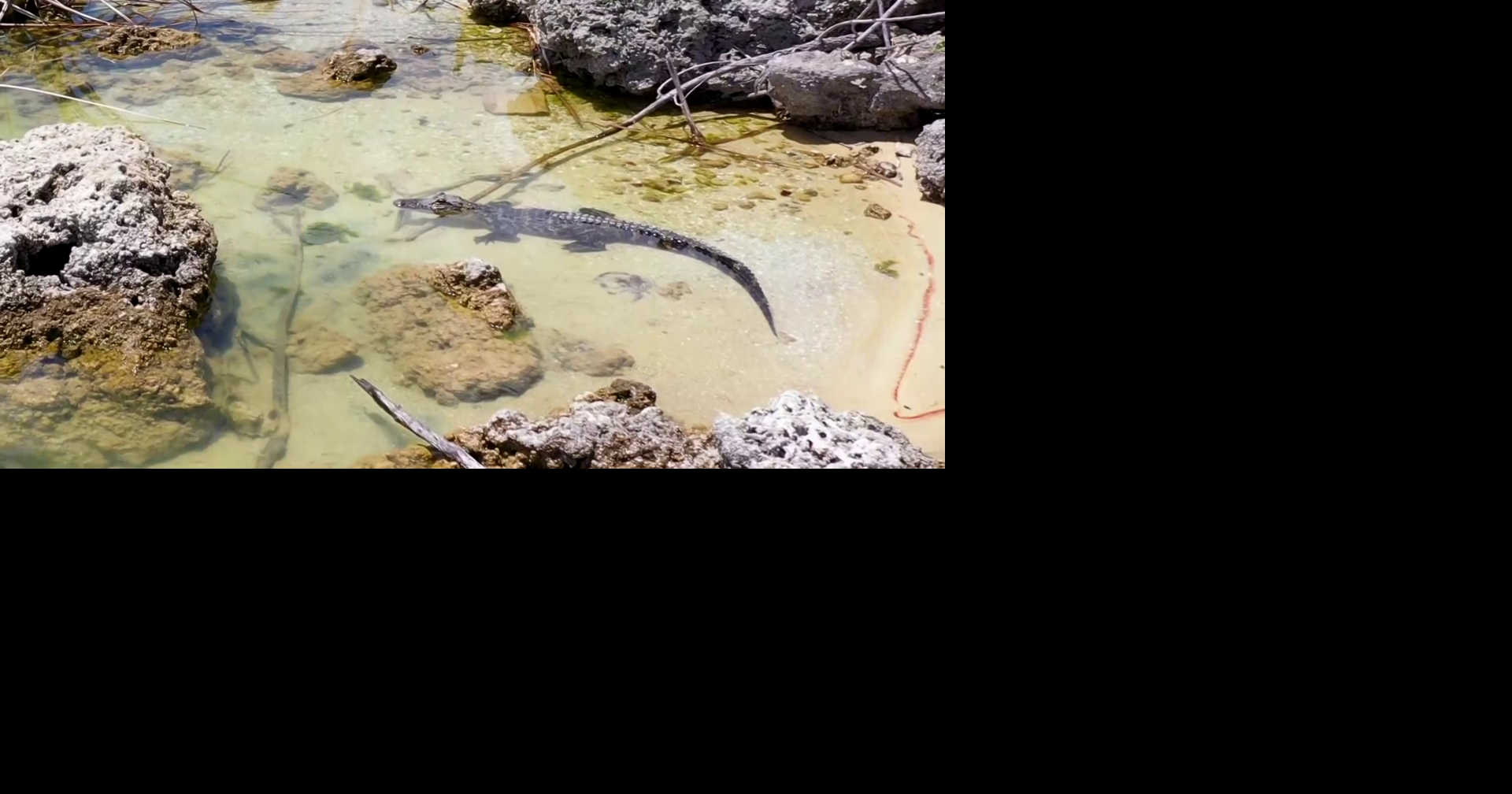 Cape Coral's Crystal Lake Park opens soon; gator safety concerns rise