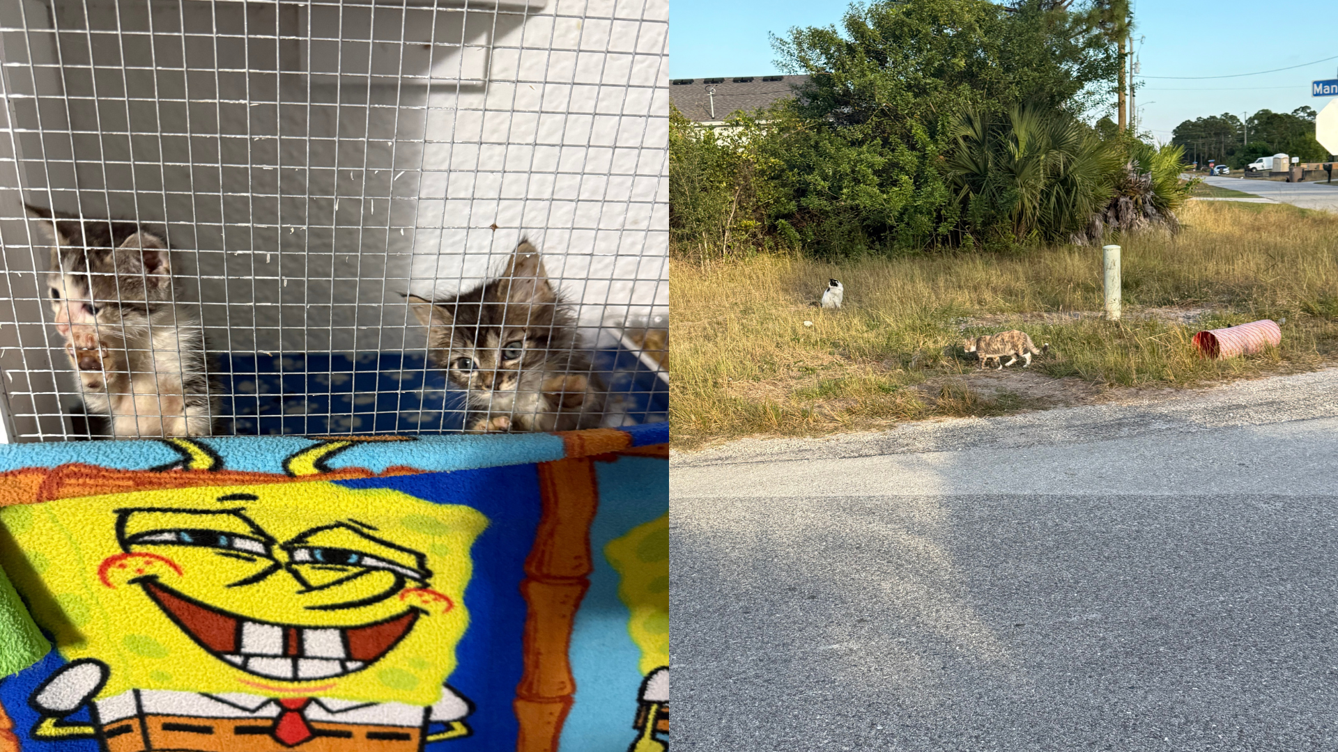 Lehigh Acres cat rescue at capacity, seeks community support | Lee County | winknews.com