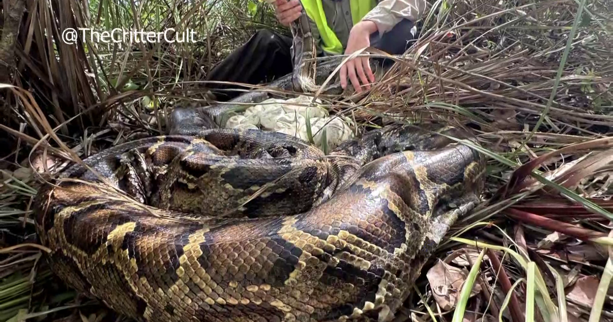Mother Python Hunters prevent 76 Burmese pythons and their 17-foot mother from ...