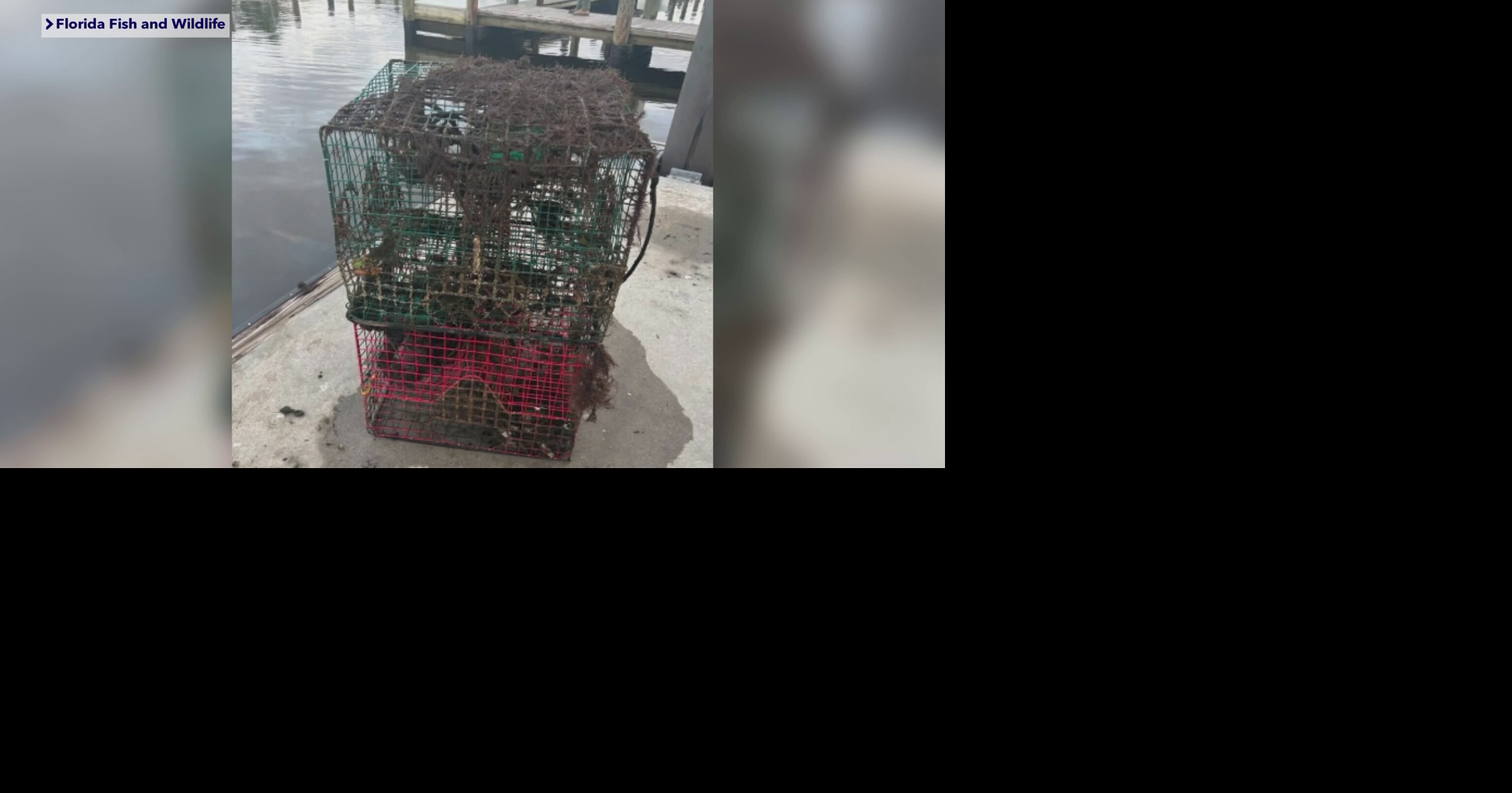 Punta Gorda fishermen hit hard by stolen traps, suspect caught