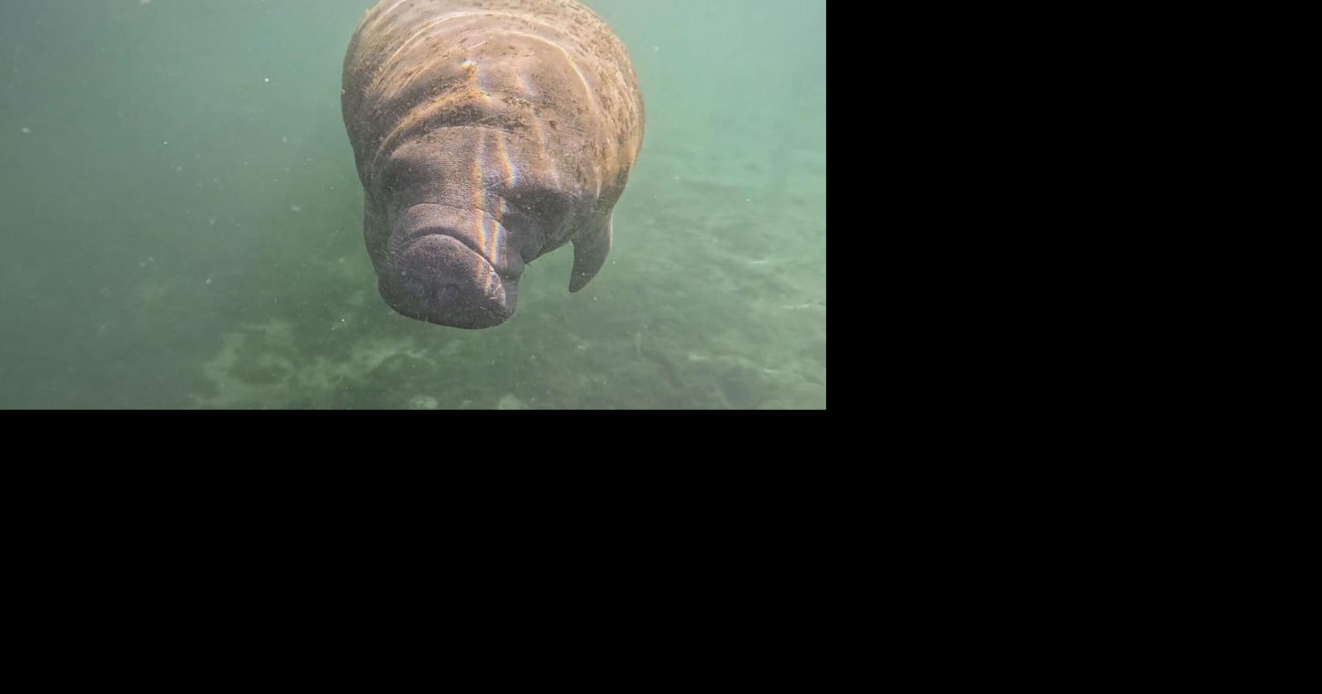 Wildlife Officials urge boaters to watch for manatees