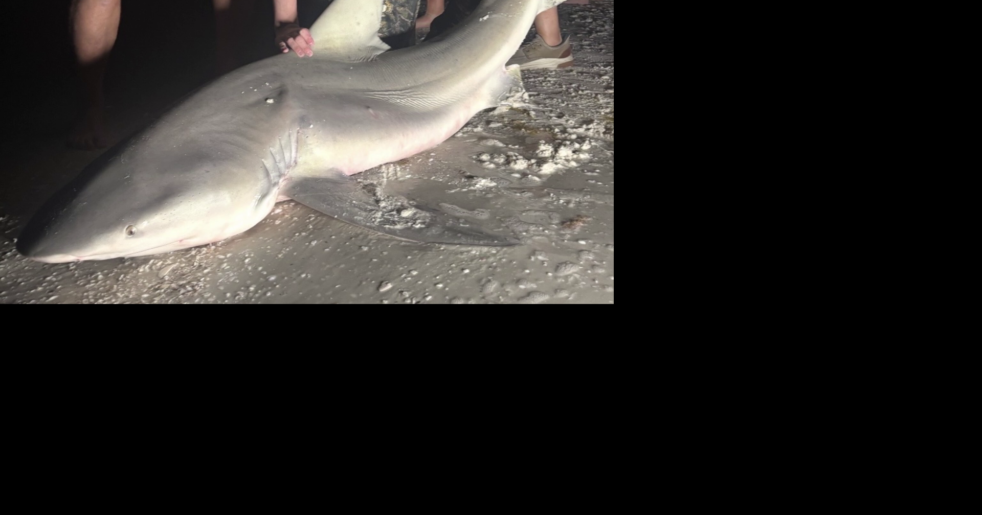 Marco Island's shark fishing tradition faces scrutiny over safety