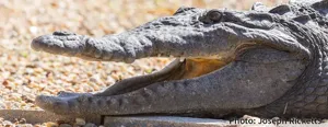 American Crocodile Death in Florida Linked to Lead Poisoning