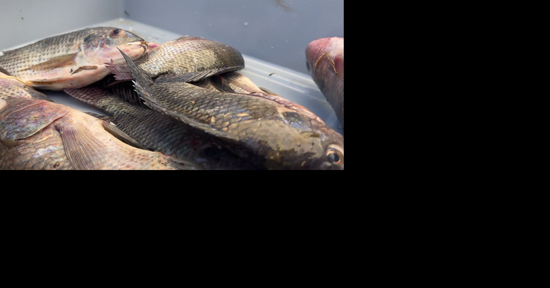 Invasive freshwater fish roundup in Fort Myers helps fuel research