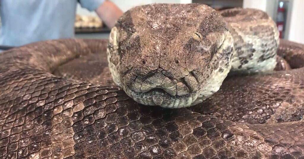 Burmese pythons meet their match as Florida Python Challenge begins