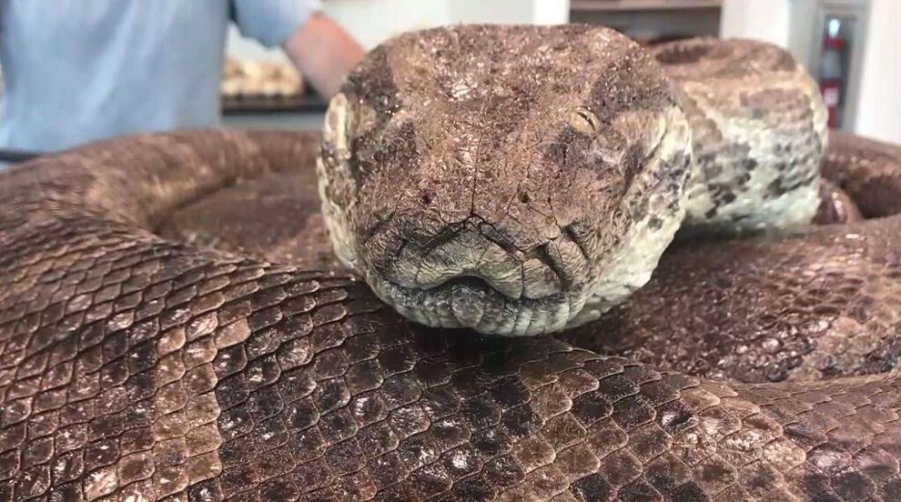 Burmese pythons meet their match as Florida Python Challenge begins ...