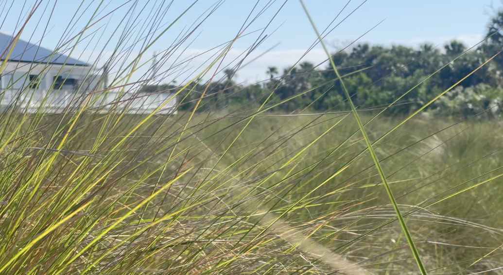 Water Rop Image Sanibel Wetlands Face a Troubling Drop in Water Levels | News ...