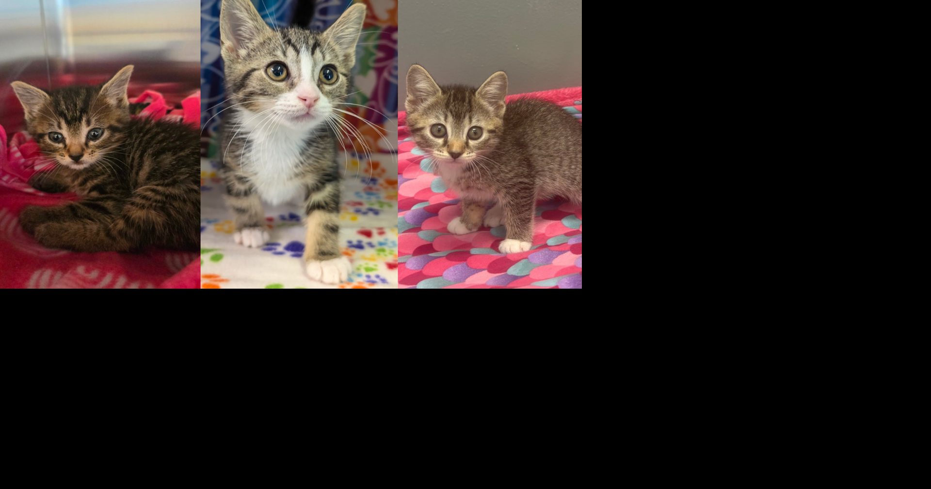 Patty Baker Humane Society Naples searches for volunteers ahead of 'Kitten Season'