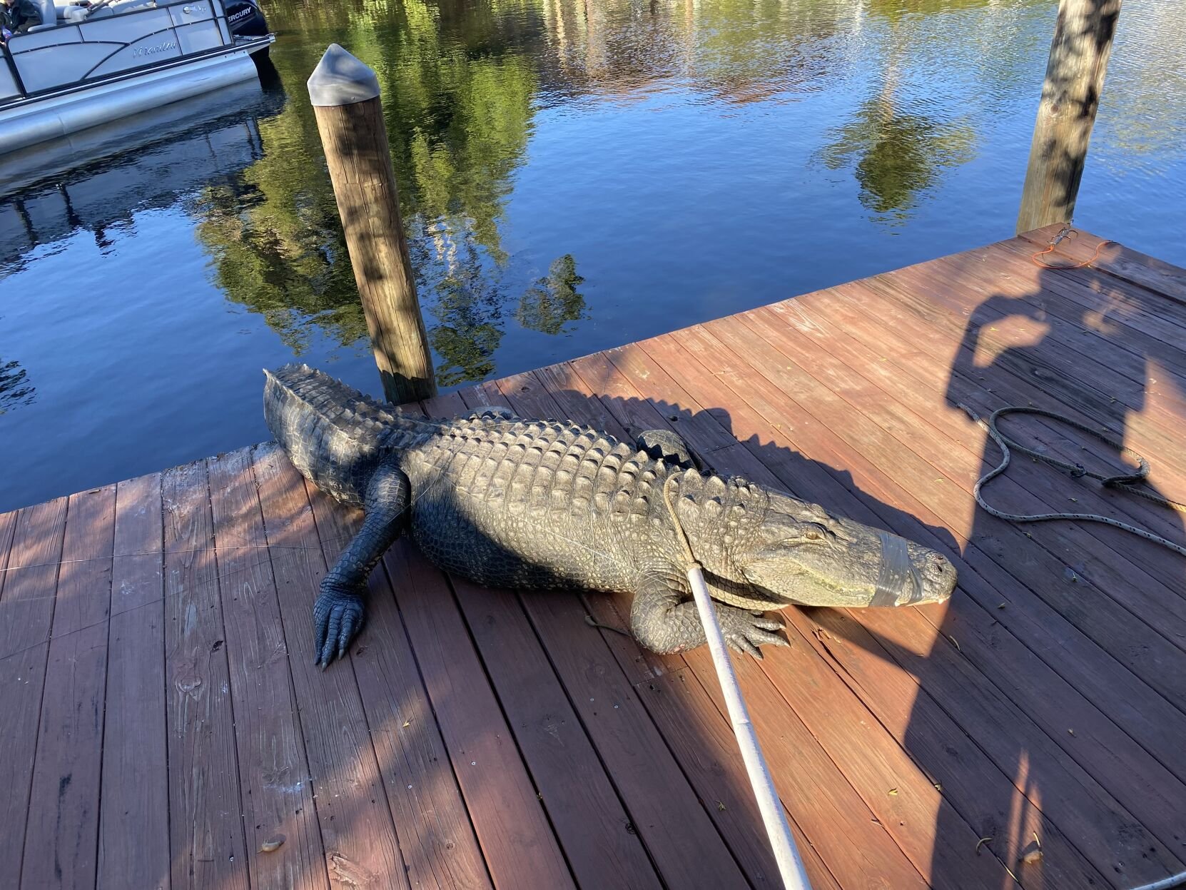 Bonita Springs neighbors team up with FWC to wrangle 10-foot