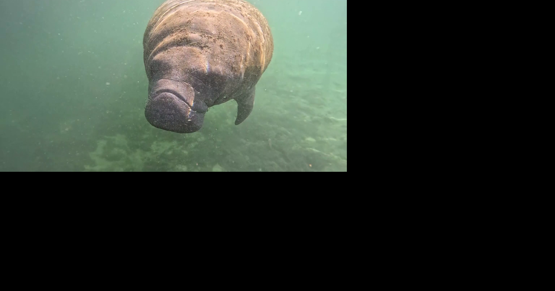 Non-profit: as many as 30 manatees dead; protocols questioned
