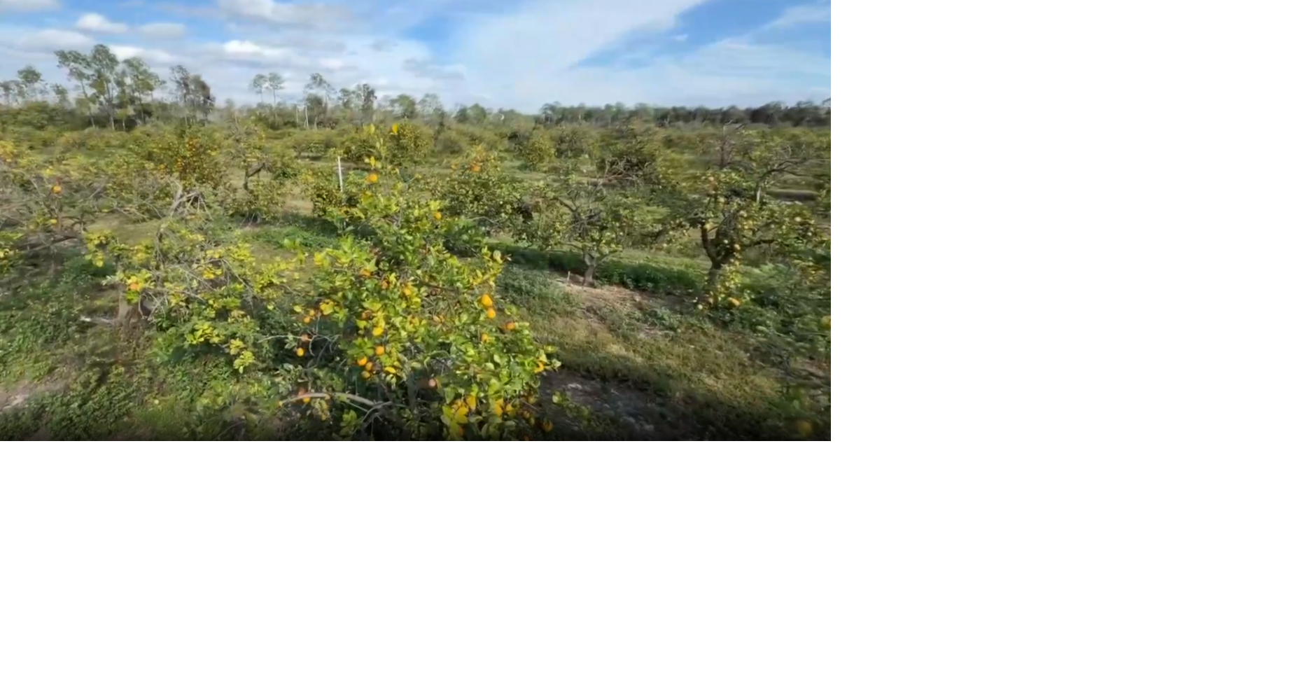 Florida freeze causes $3B loss, impacting farmers and crops statewide