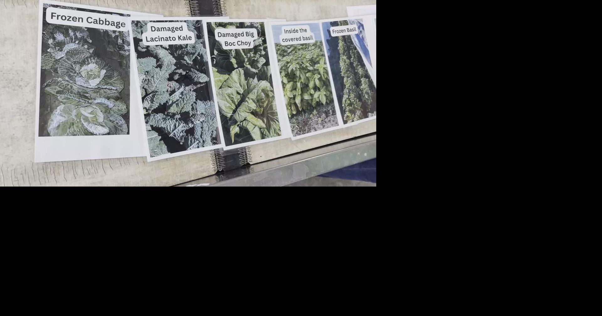 Southwest Florida farmers urged to apply for USDA relief