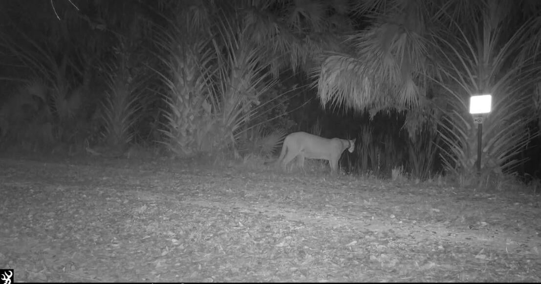 Pregnant Panther? Corkscrew Swamp Sanctuary cameras catch possibly pregnant Florida Panther
