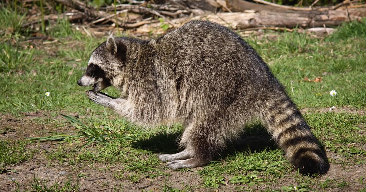 Charlotte County issues rabies alert after confirmed case from raccoon - WINK News