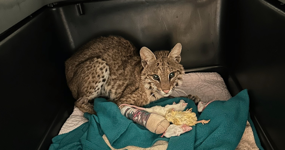 Florida bobcat struck by vehicle makes full recovery through several wildlife rescue efforts