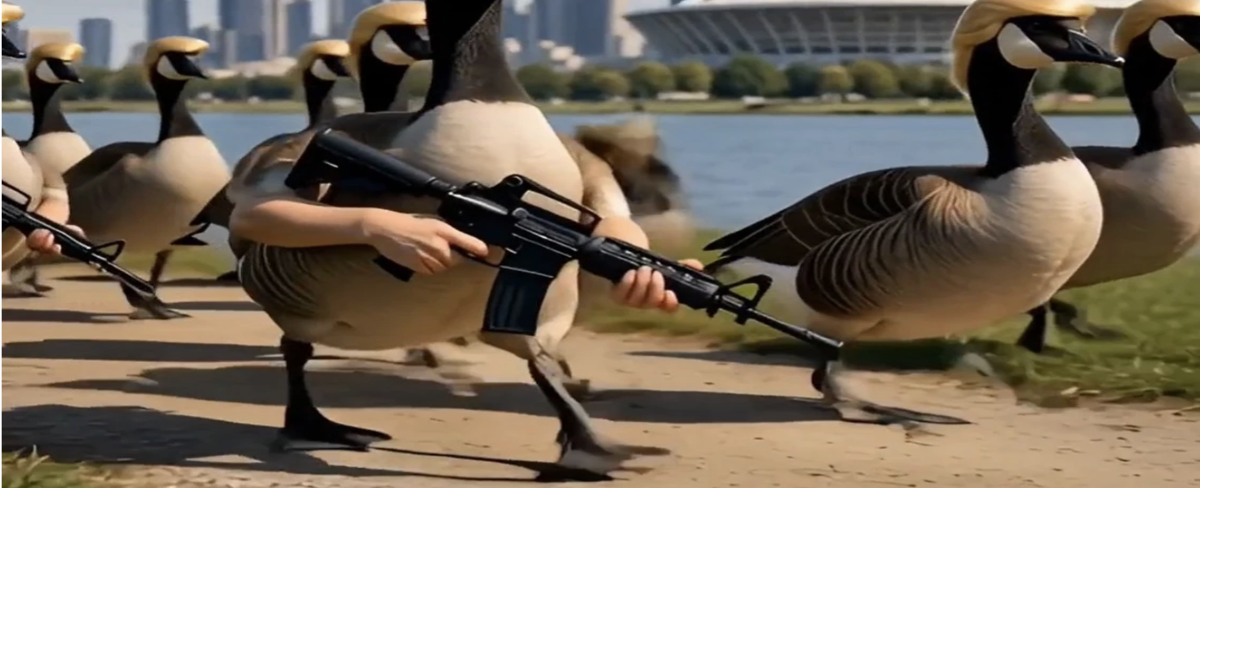 watch canada geese don trump’s hair and gear up for battle