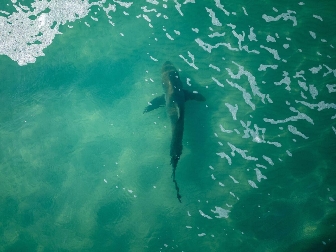 Palmyra Atoll: An Angler's Experience Fishing for Science - Cool Green  Science, image size:1396x1047