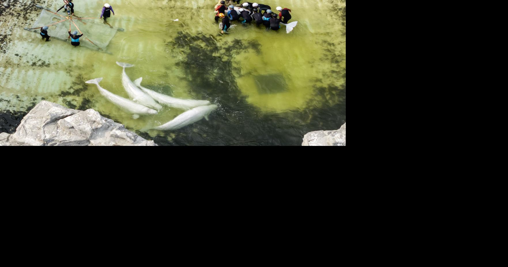 Canada's last captive dolphins leave Marineland as one of its belugas dies in Chicago