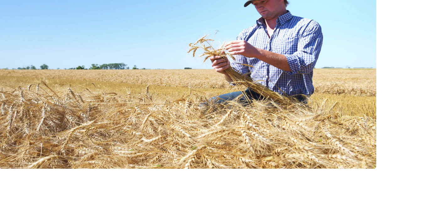 TOP FIVE: Manitoba crops, the fields powering our province