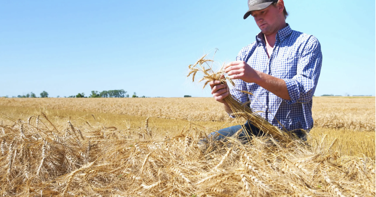TOP FIVE: Manitoba crops, the fields powering our province