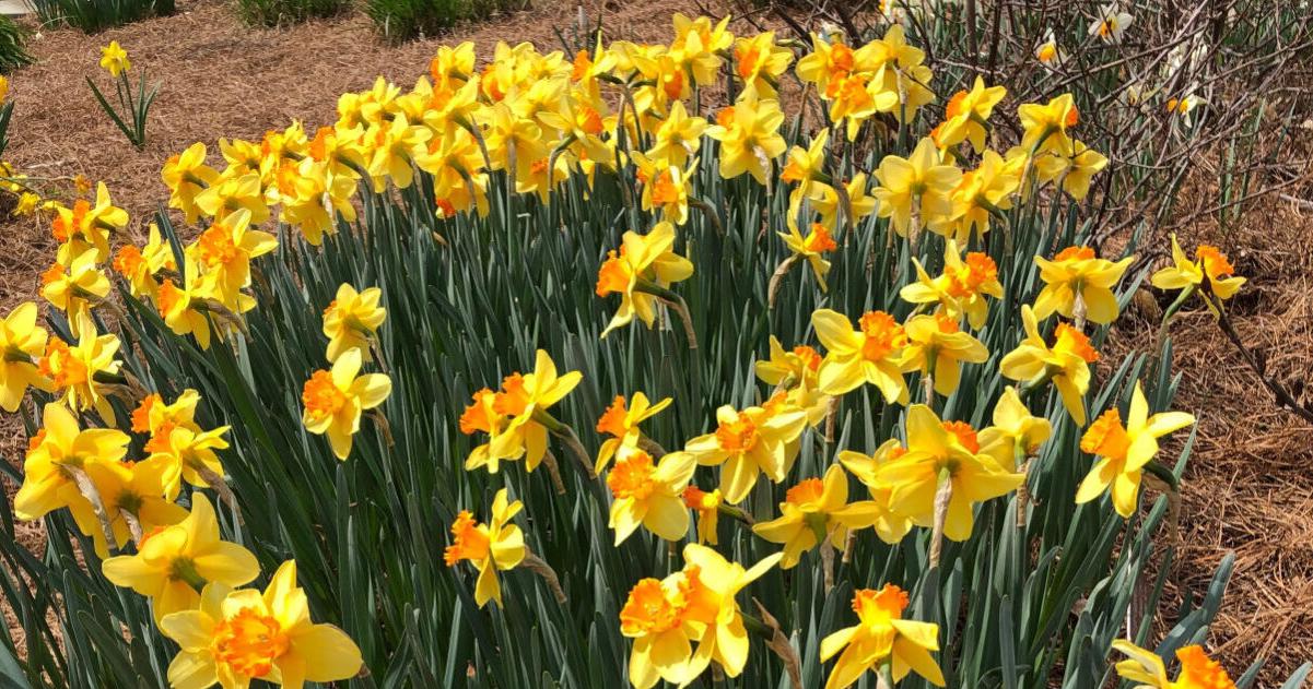 Gardening Mulching your garden? What to use and what to avoid Paul Cappiello Yew Dell Botanical Gardens Louisville Courier Journal Apr 24, 2026 7 mins ago