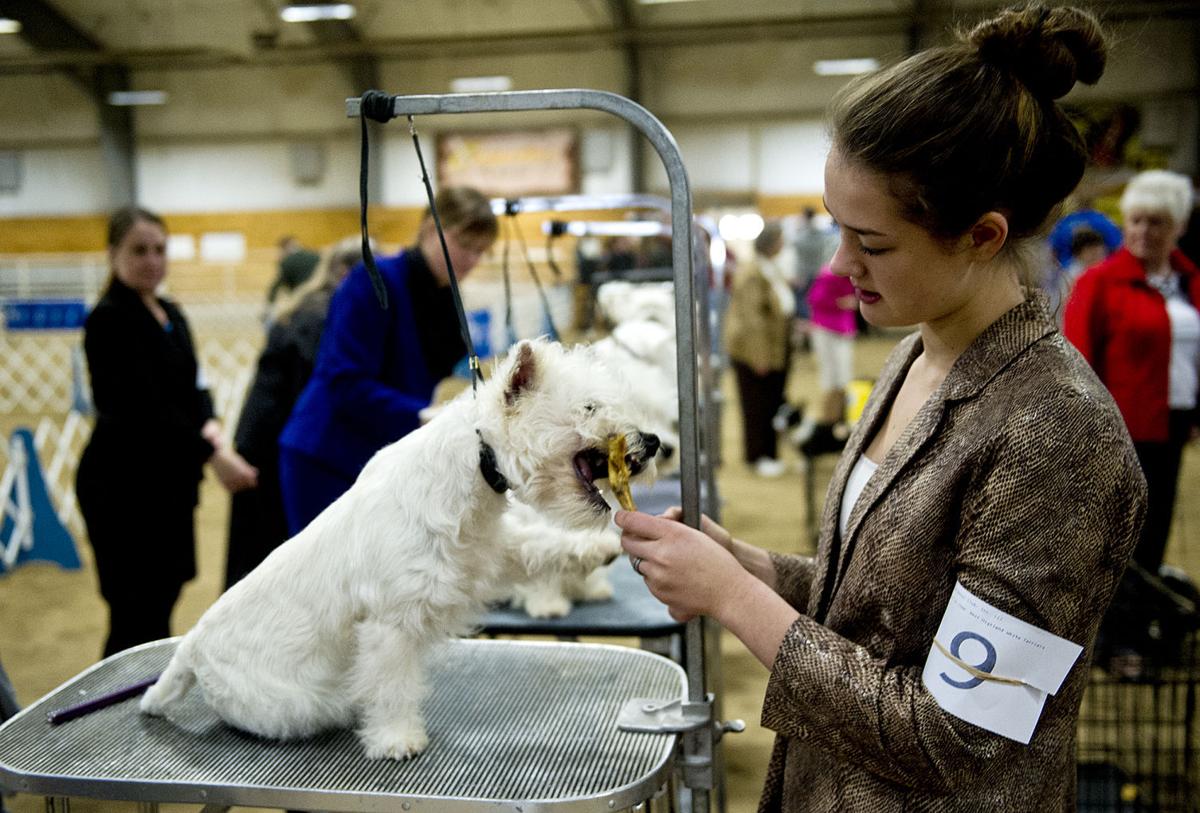 A beauty contest for the dogs 700 dogs attend Coulee Kennel Club Dog