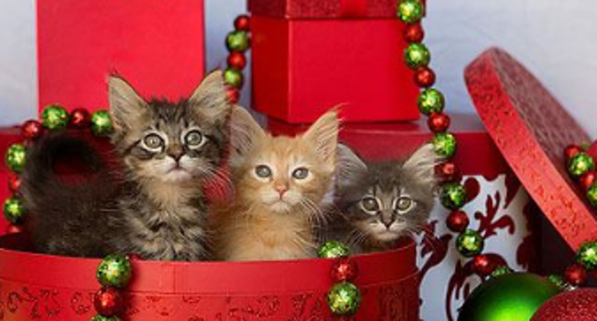 photos winona area humane society animals events and more local photos winona area humane society animals events and more local winonadailynews com
