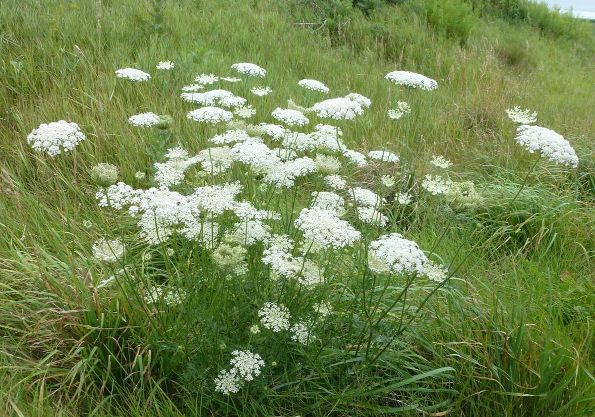 July weed of the month wild carrot
