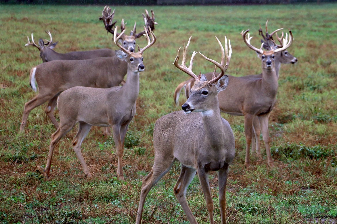 Chronic Wasting Disease Invades Minnesota Family's Hunting Tradition