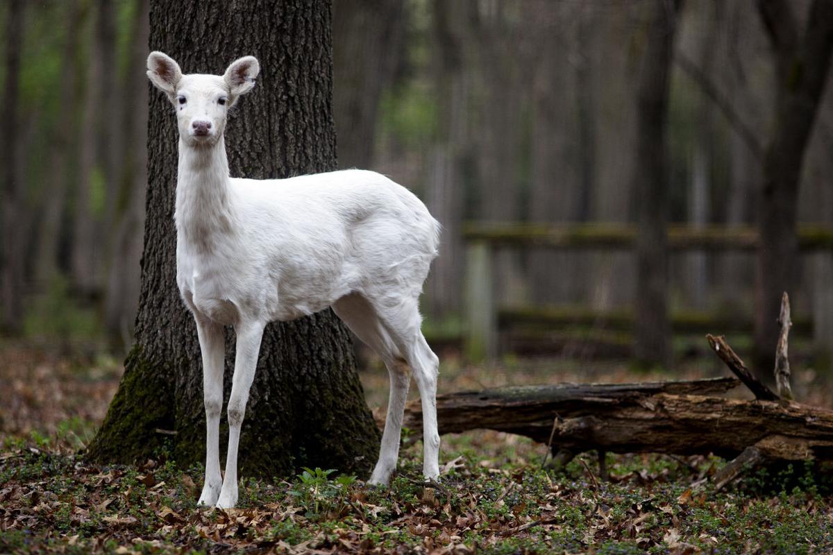 Prairie Island gets white deer in deer park Local