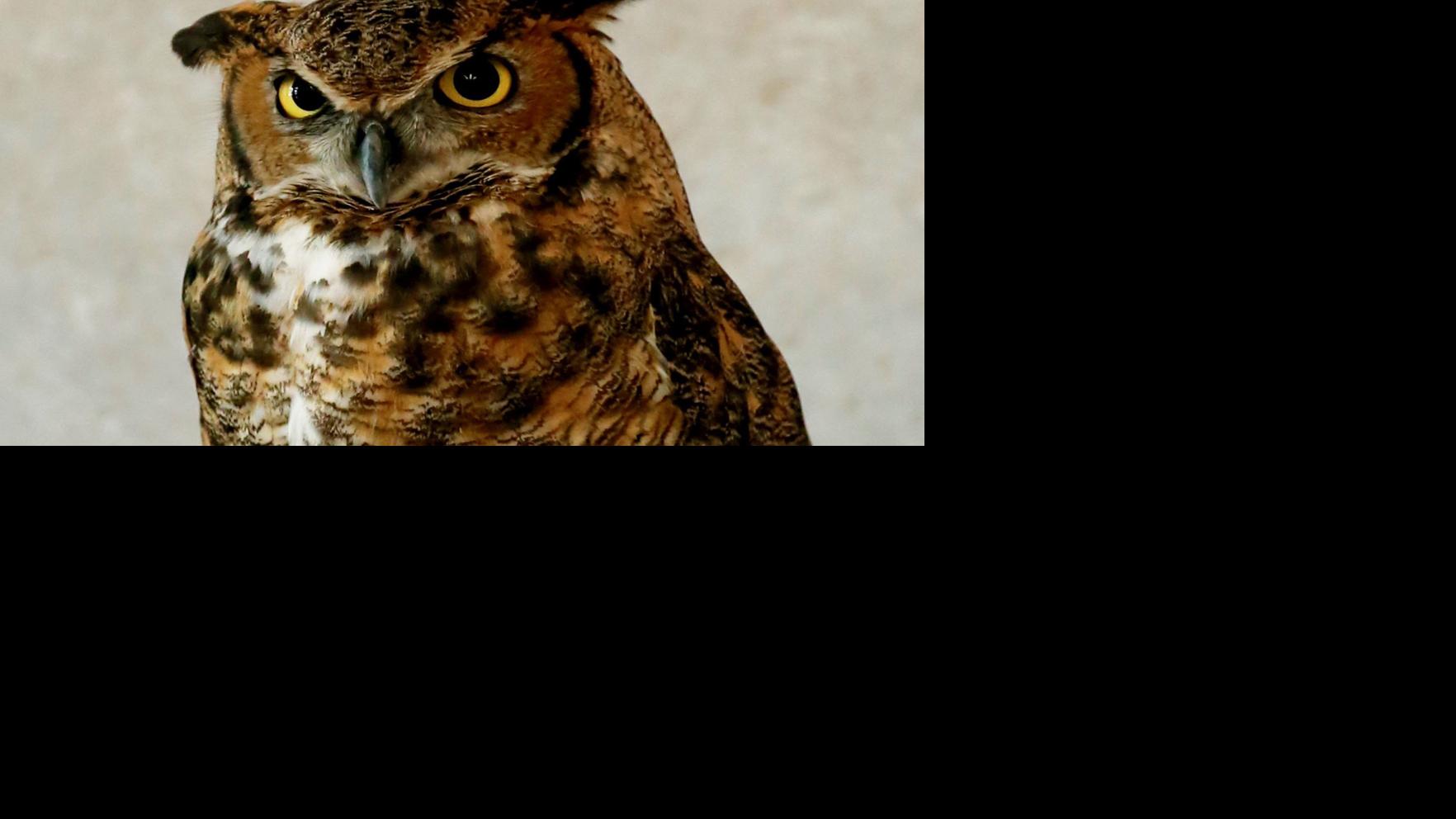 Photos: International Owl Awareness Day in Houston | Local ...