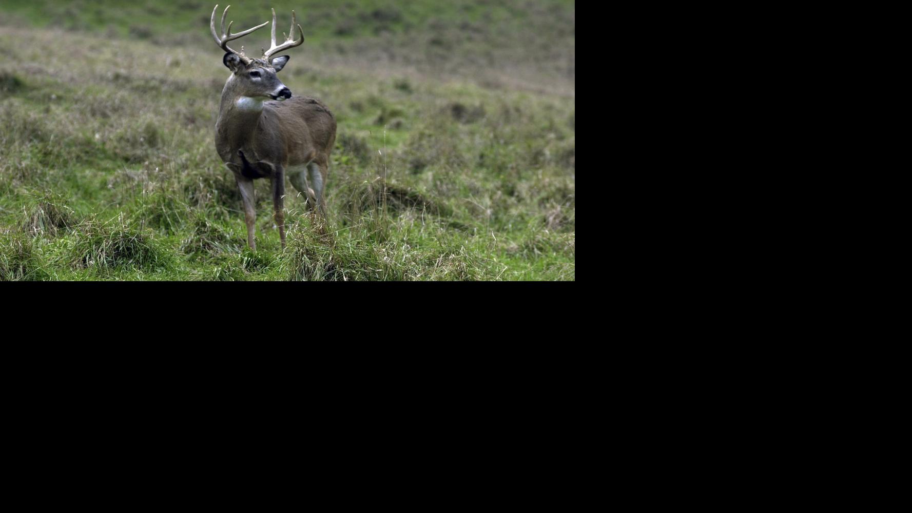 Minnesota Deer Hunters Association to collect 'Hides for Habitat' in