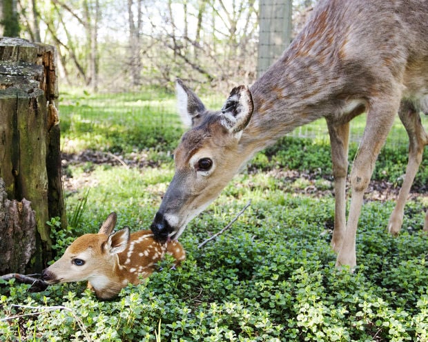 Icons of Winona - Prairie Island Deer Park