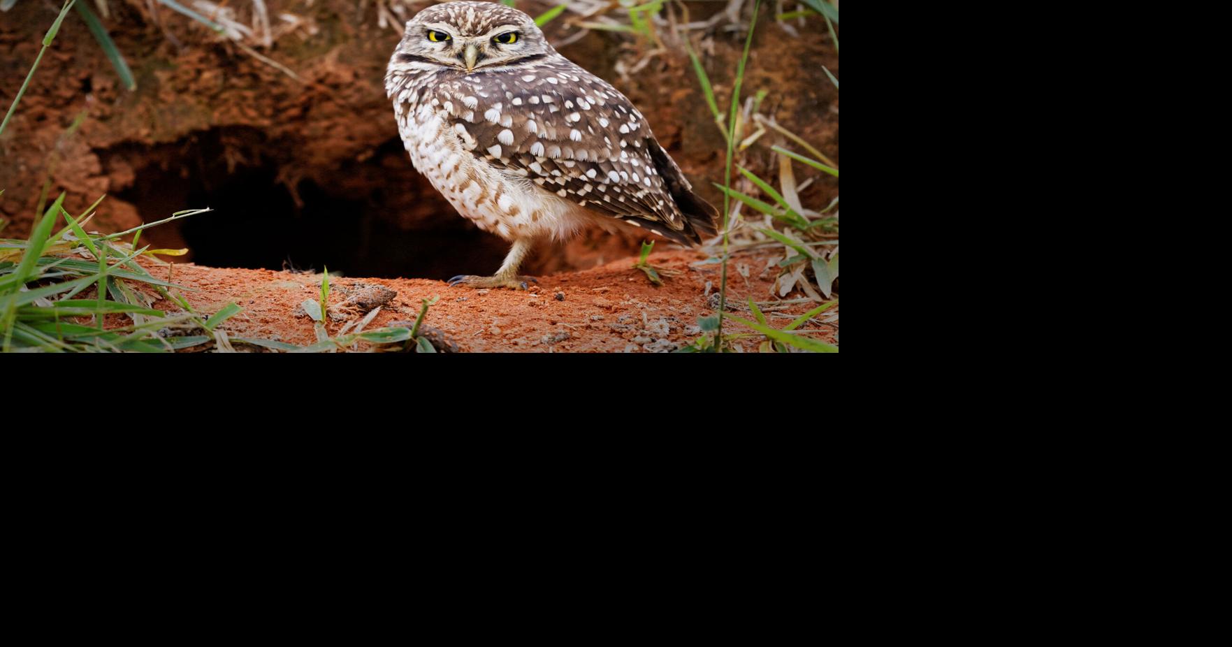 In wake of owls getting snared, Raptor Center makes pitch to take down soccer nets Paul Walsh Star Tribune Aug 5, 2026 7 mins ago