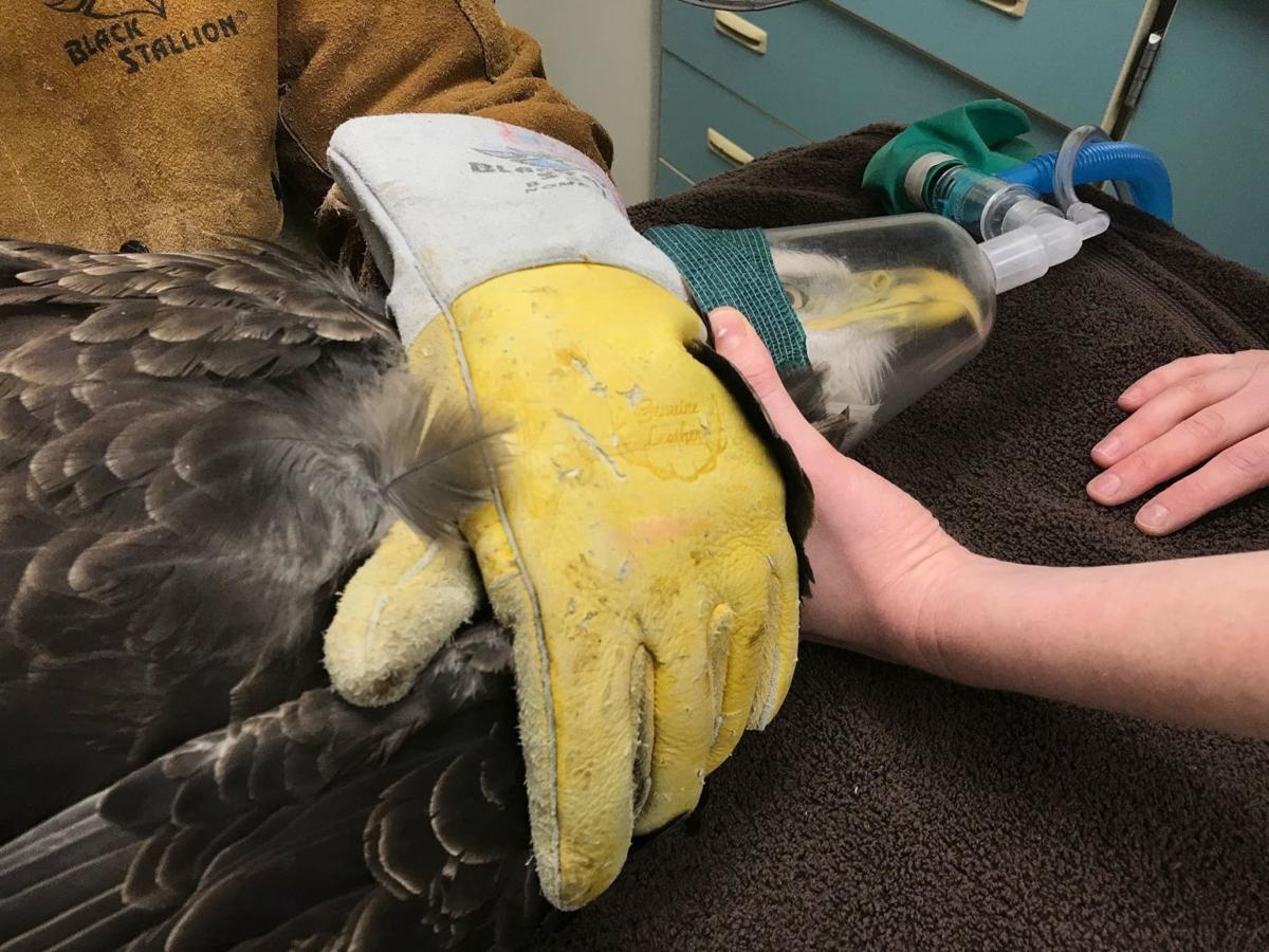 Another leadpoisoned bird euthanized at Raptor Center Local