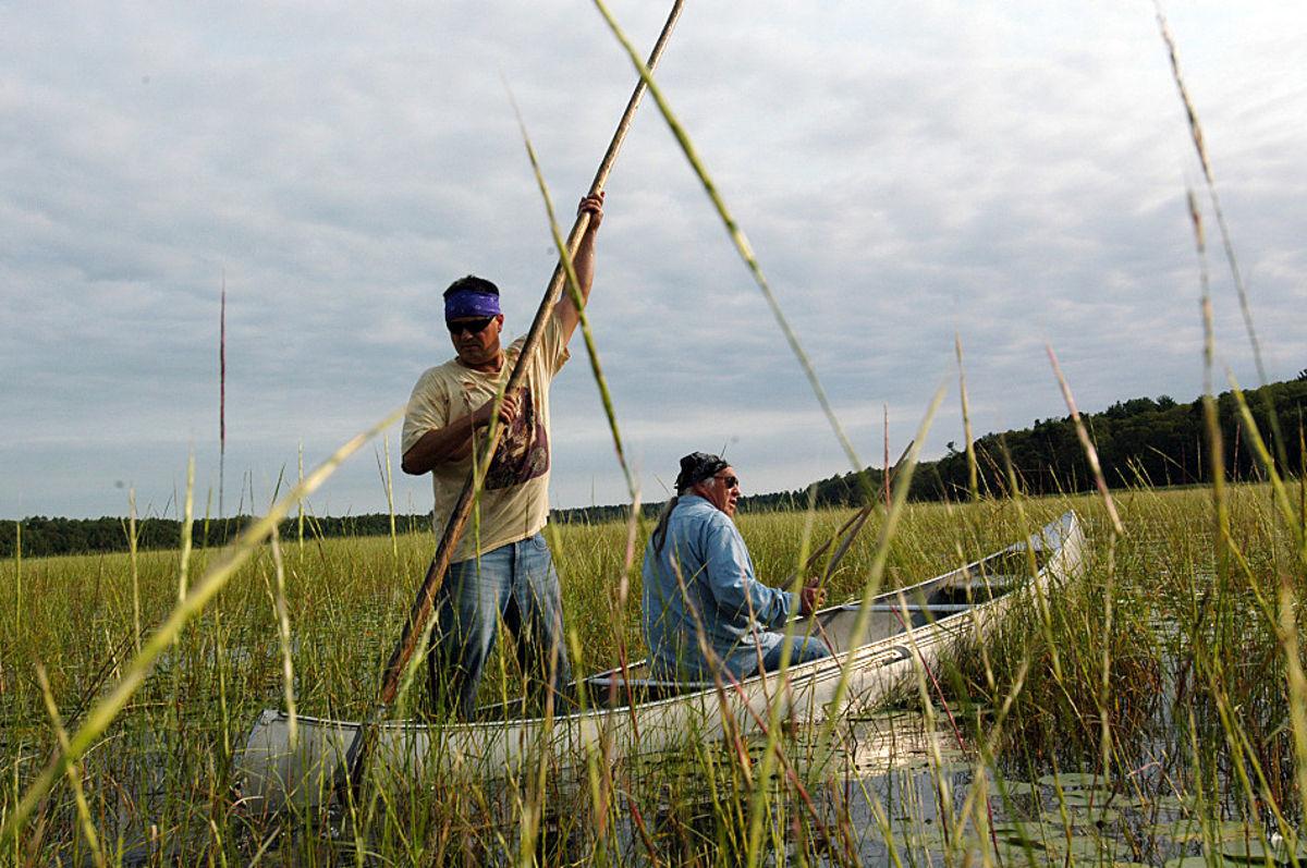 Once nearly wiped out by pollution, wild rice is coming back to northern Minn. Local