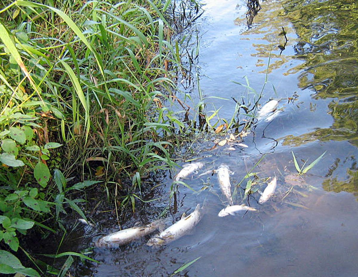 Whitewater fish kill investigation concludes, with no clear cause