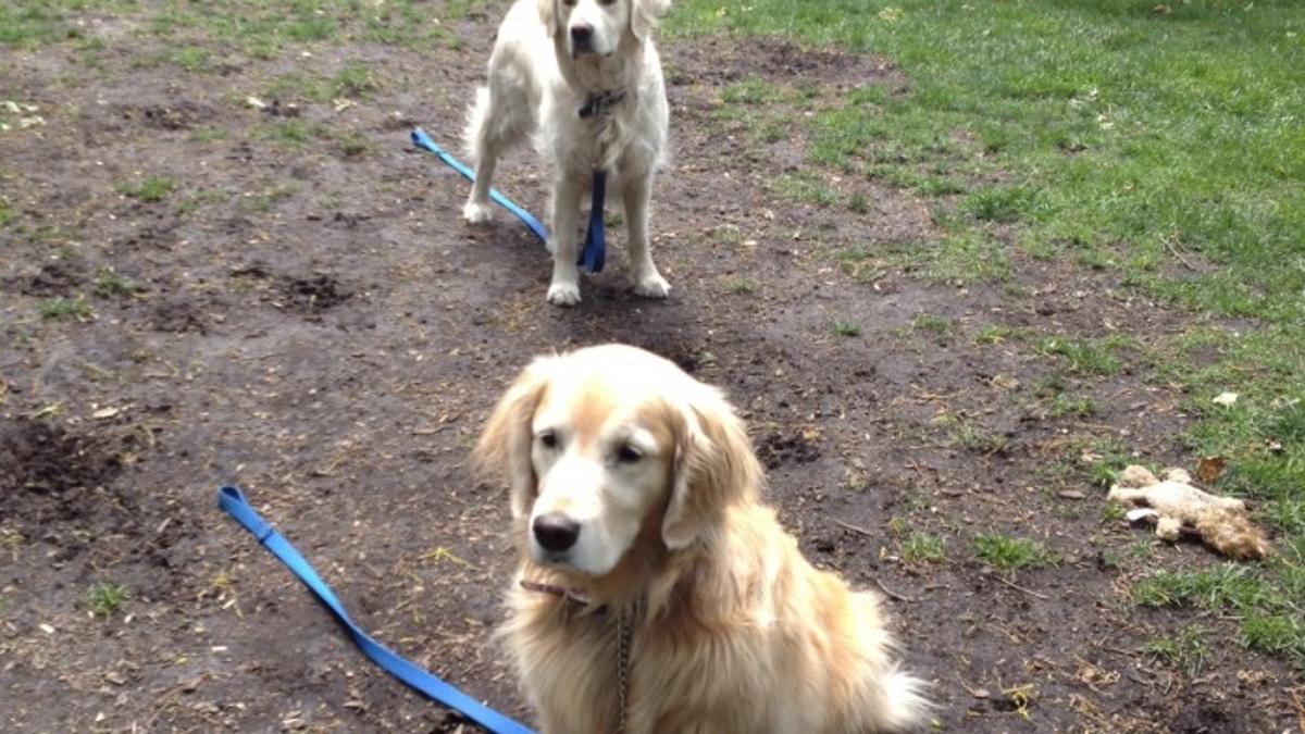 Dogscaping How To Rescue Your Lawn From Your Enthusiastic Canine Friend News Winonadailynews Com