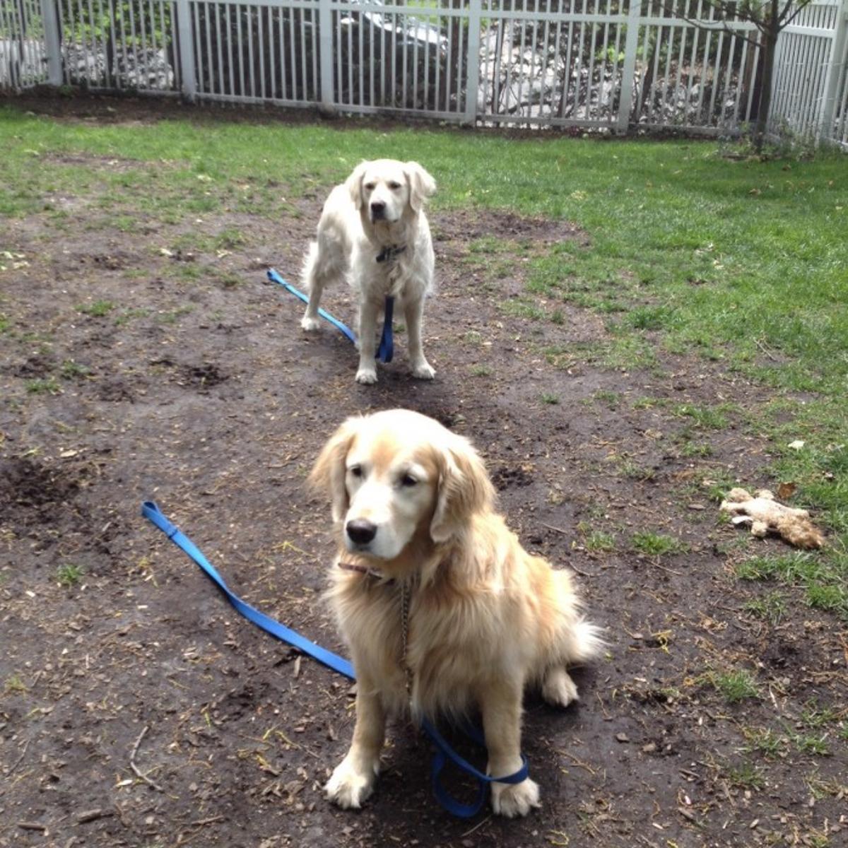 Dogscaping How To Rescue Your Lawn From Your Enthusiastic Canine Friend News Winonadailynewscom Dogscaping How To Rescue Your Lawn From Your Enthusiastic Canine Friend News Winonadailynewscom