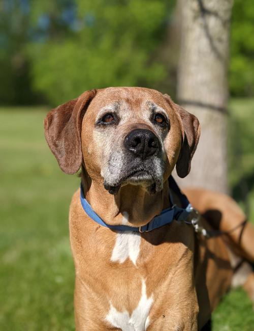 PET OF THE WEEK: FRANKLIN