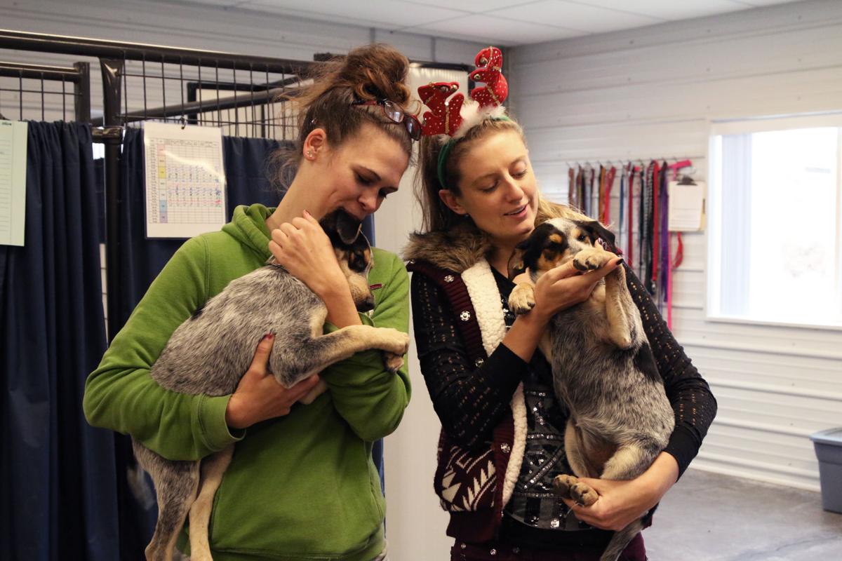 10 Days Of Givers Winona Humane Society Finds Cats And Dogs Their