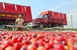 A sea of cranberries