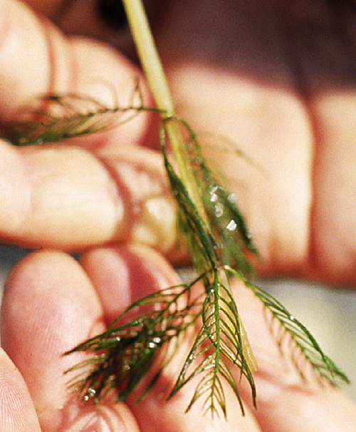 Minnesota's aquatic invasives battle Local