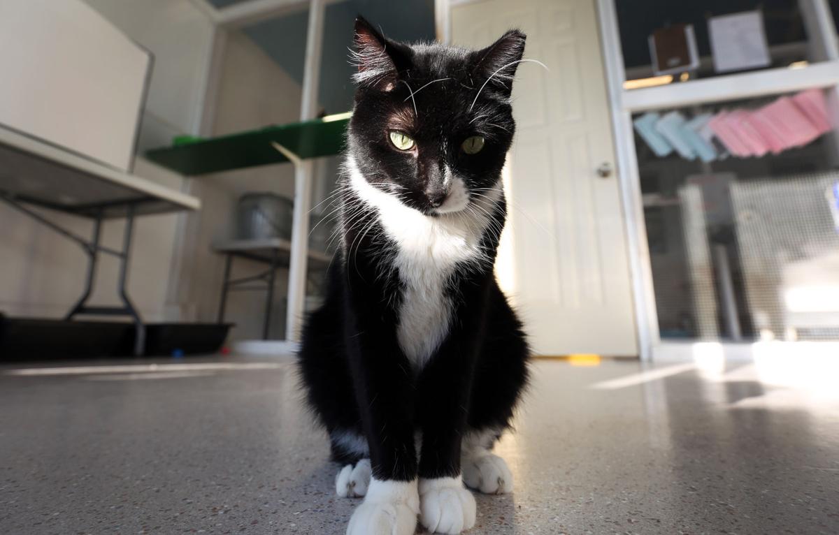 Cats for comfort: Winona Area Humane Society offers free ...