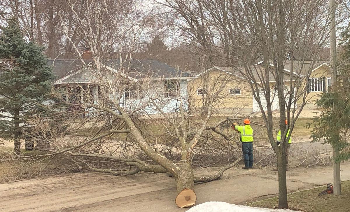 City provides update on emerald ash borer infestation; estimates that all ash trees will be gone