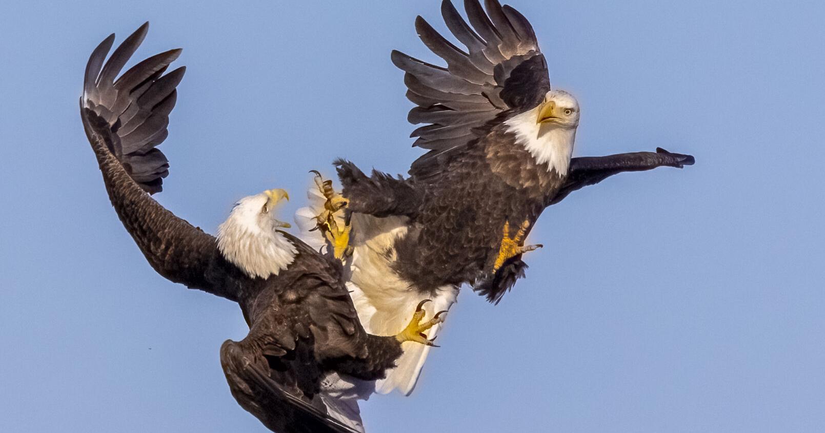 Winning photos of the 2023 Mississippi Wildlife Refuge competition - Vimarsana News