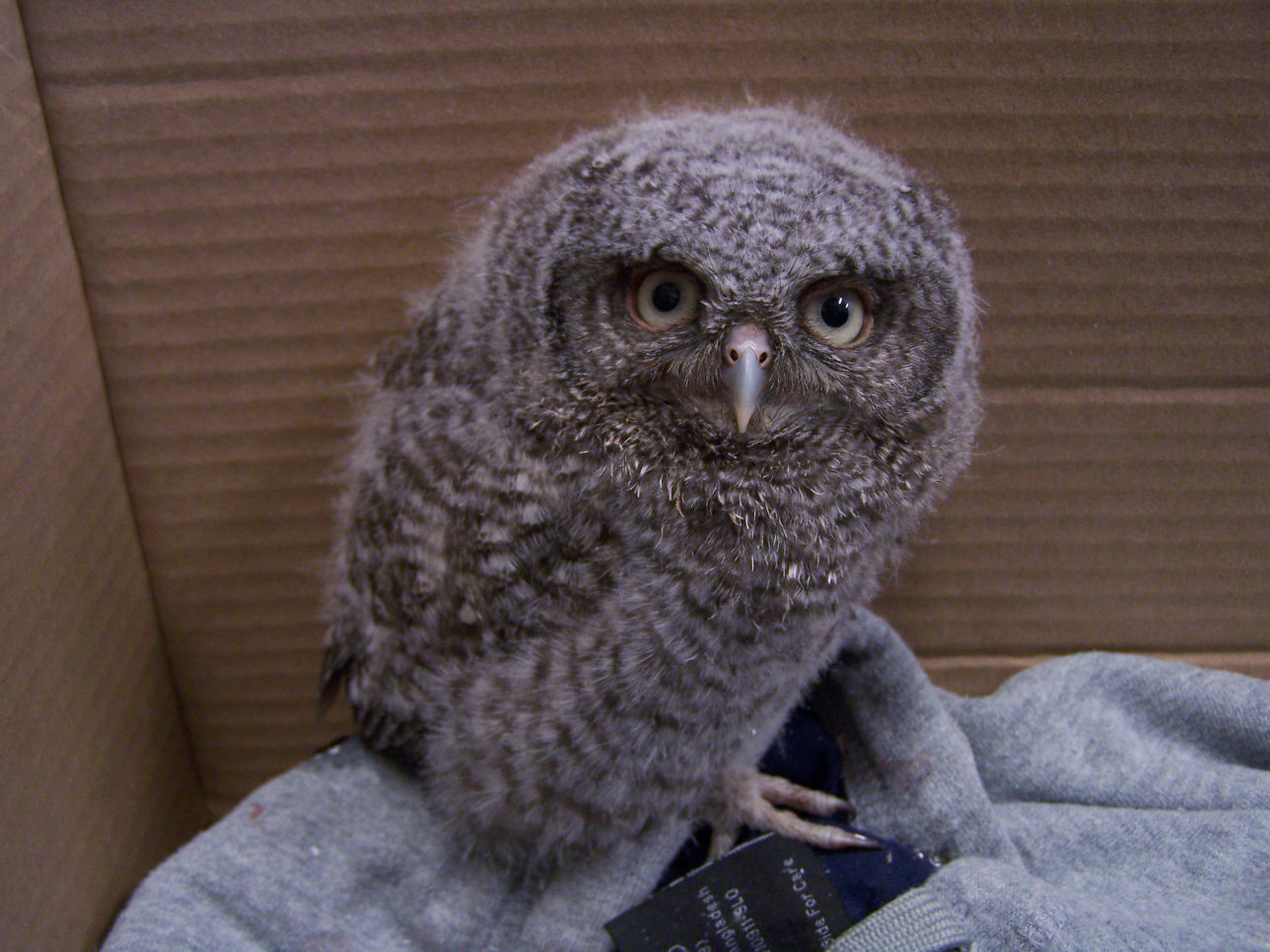 owlet baby owl